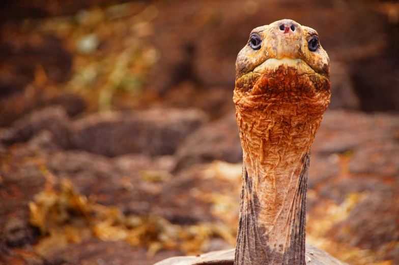 a small tortoise looking up to the sky