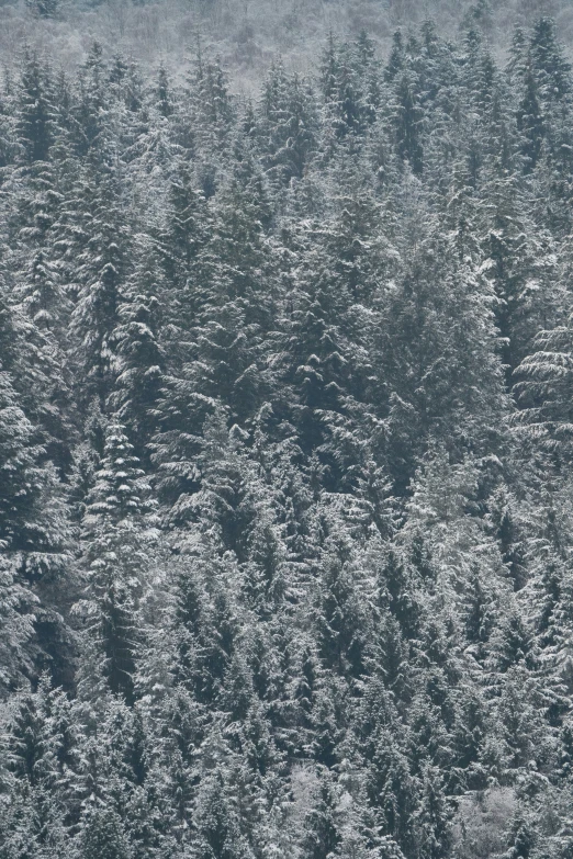 snow covered trees are standing next to each other