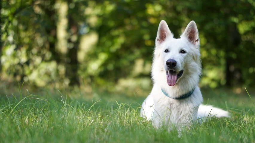 white german shepherd dog laying in the grass and yawning