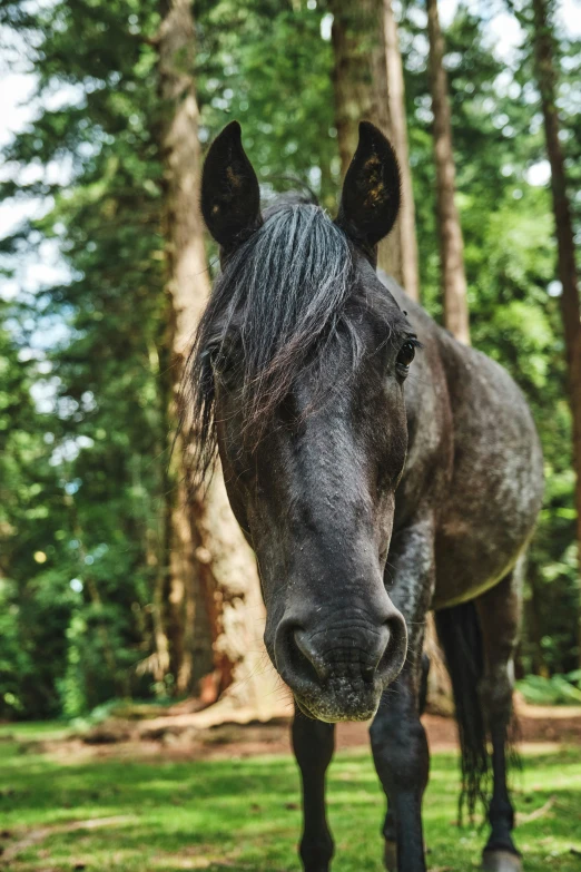 a large black horse is standing next to the trees