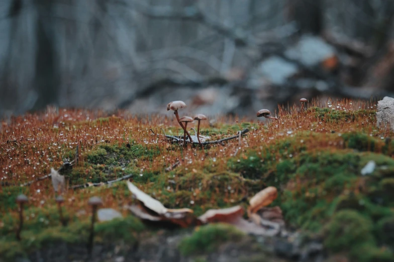 a moss covered area with a cluster of mushrooms growing out of the soil