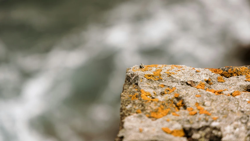 a close up of orange algae on the rock