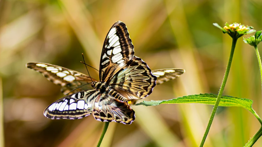 a large erfly is on a flower near green stems