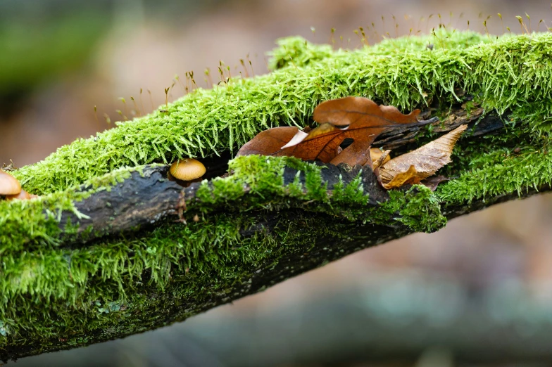 a mossy log with different leaves and nuts on it