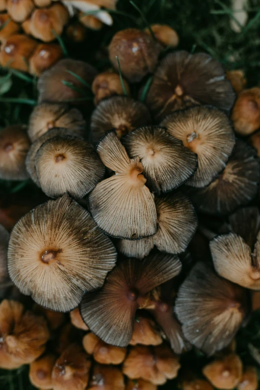 several brown mushrooms are growing on the ground