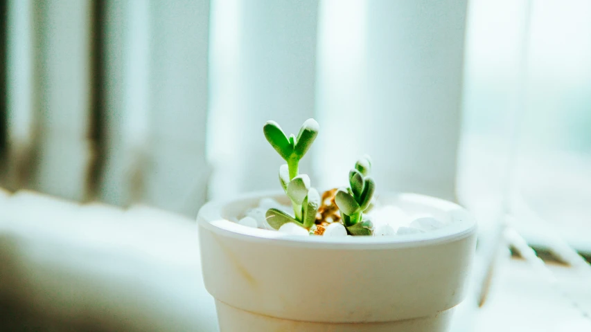 some green plants growing out of a potted plant