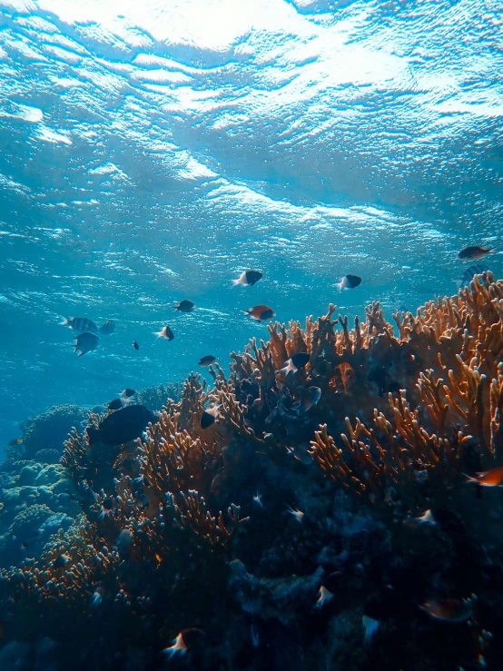 a view from underneath the water to some fish