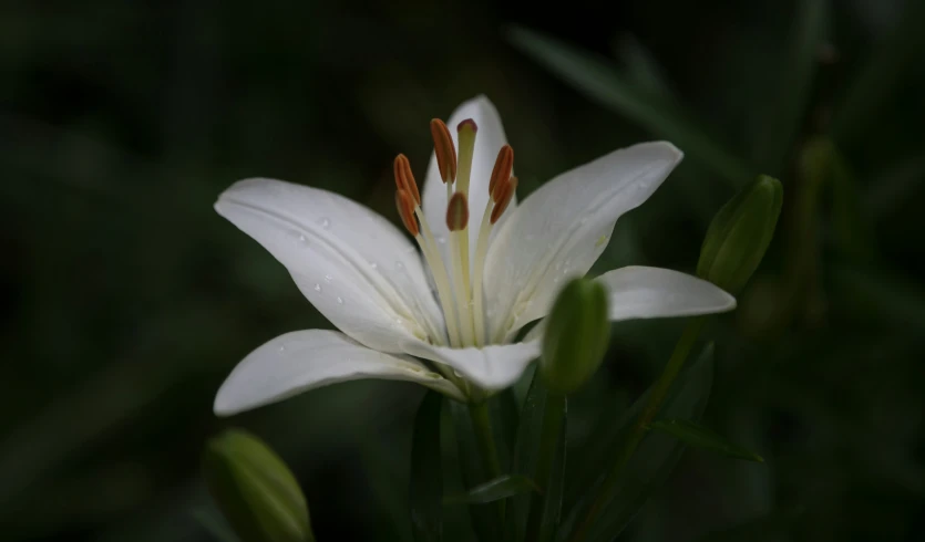 a white flower is growing inside of some tall grass