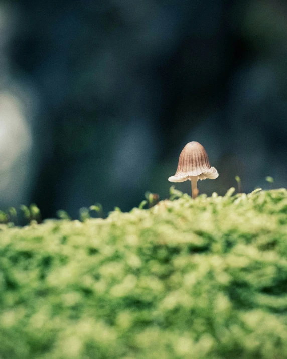the small mushroom is standing in the moss
