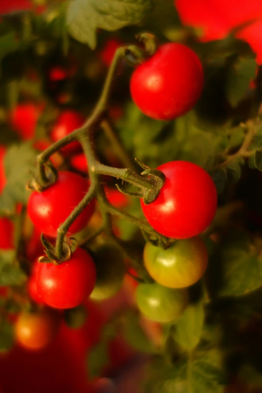 red and yellow tomatoes are growing on a nch