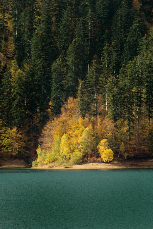 a forest with lots of trees next to a lake