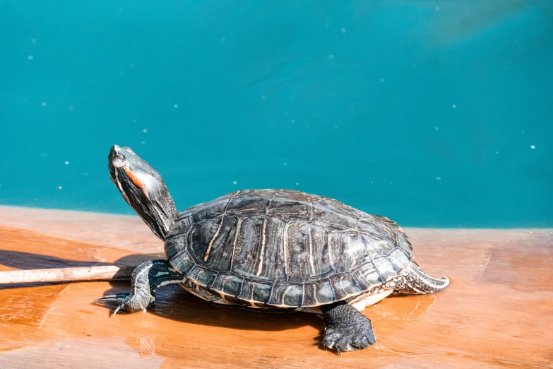 a small turtle on the floor beside a pool of water