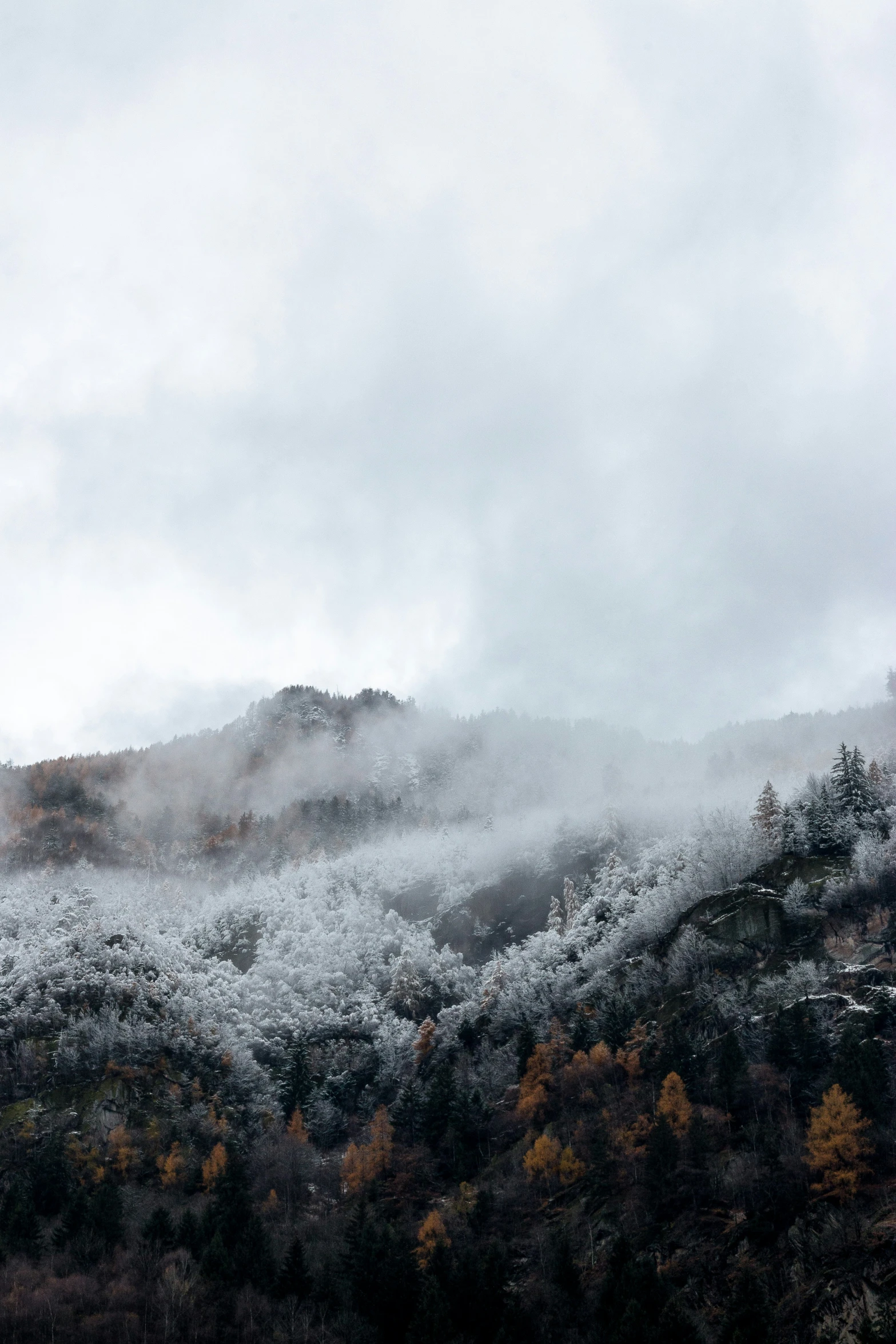 the hills covered in snow with many trees