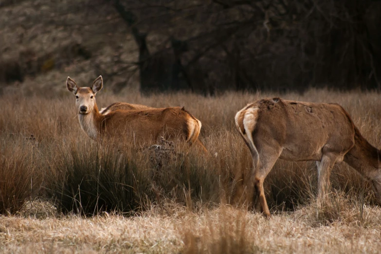 two deer standing next to each other in a field