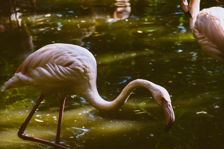 a flamingo with its long legs bent while eating grass