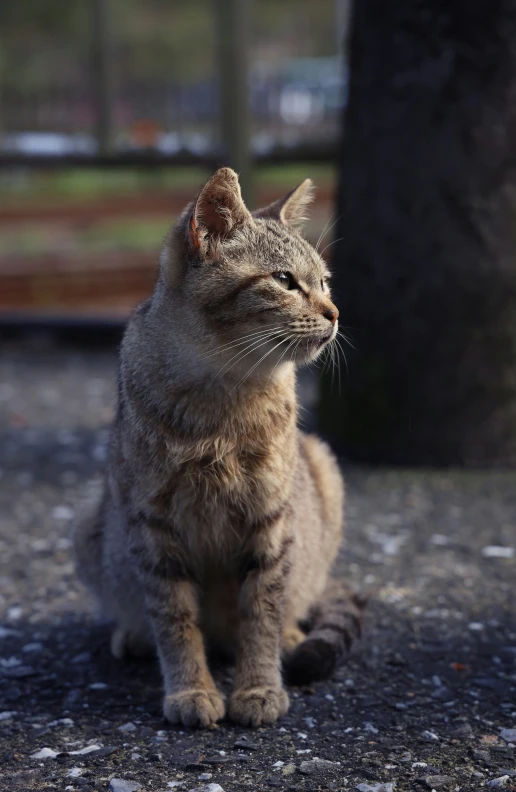 the cat sits on the road near a tree