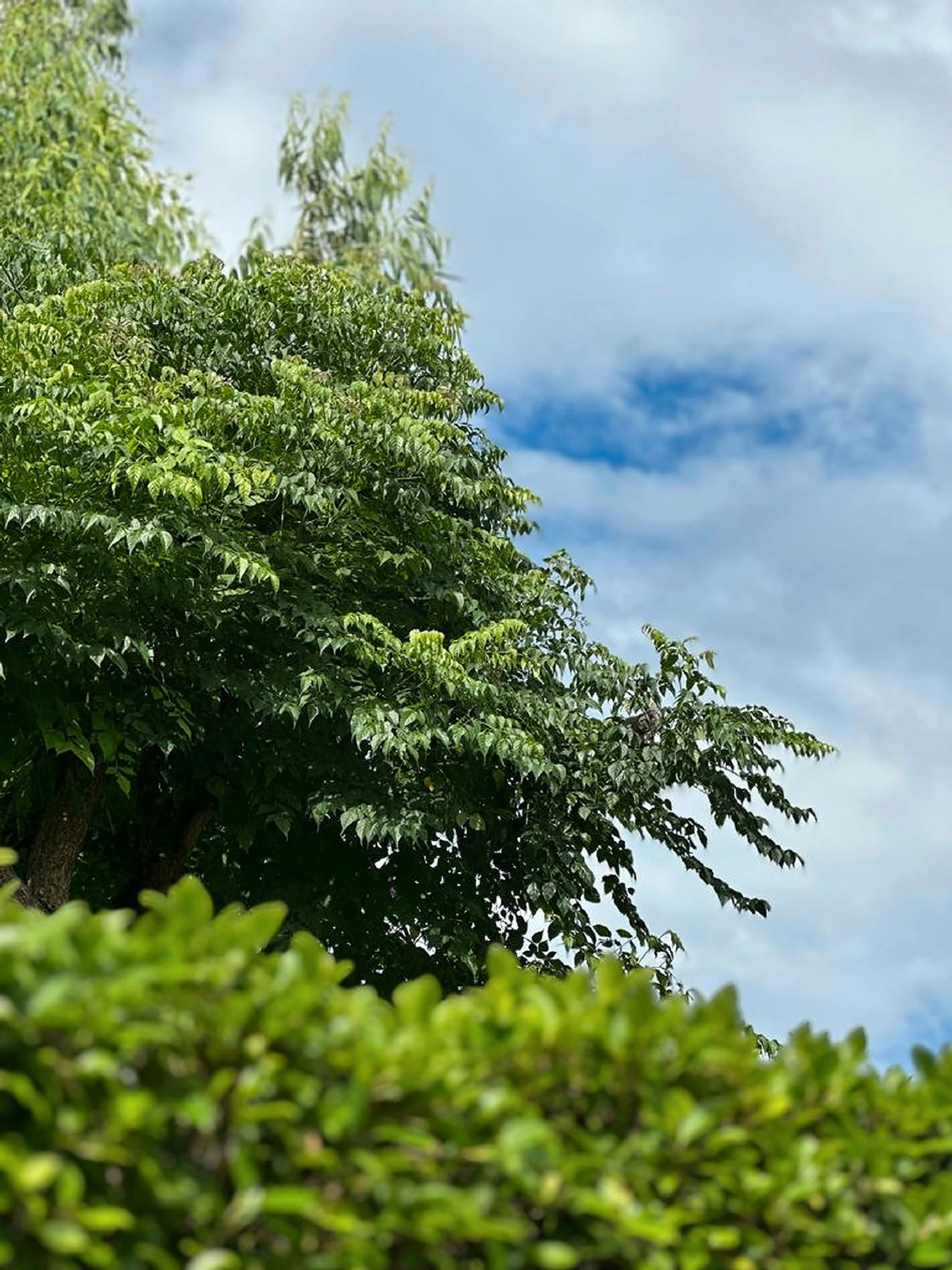 a clock tower peeking behind the nches of some trees