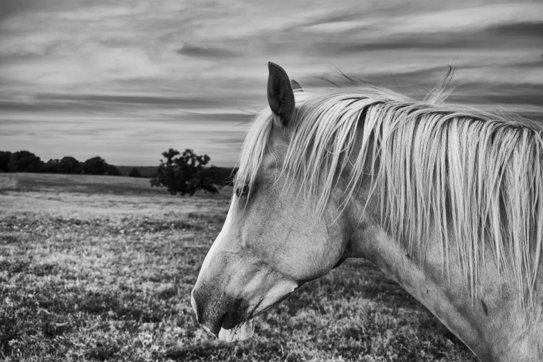 black and white po of a horse with grass in foreground