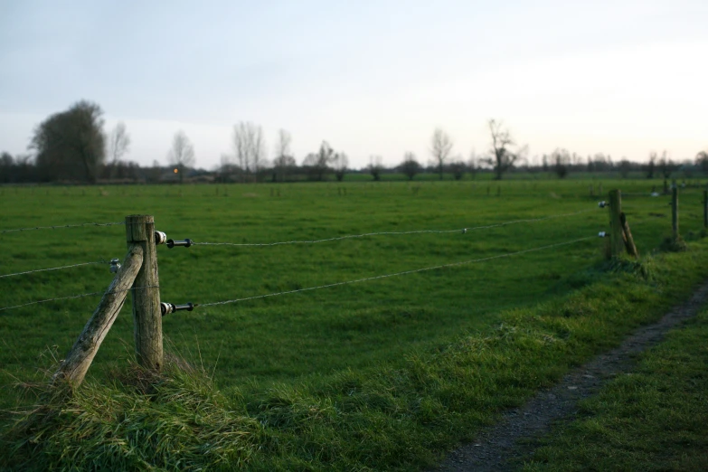 two sheep that are walking in the grass