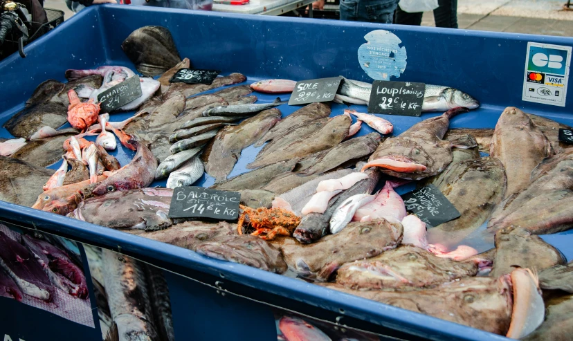 several large fish laying inside of a blue container