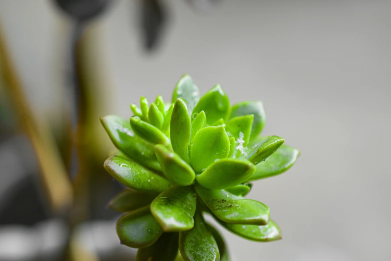 a small plant with drops of water on it