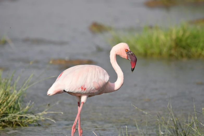 a pink bird stands in the water and looks into the distance