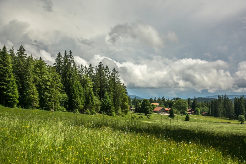 a field is covered in tall grass and trees