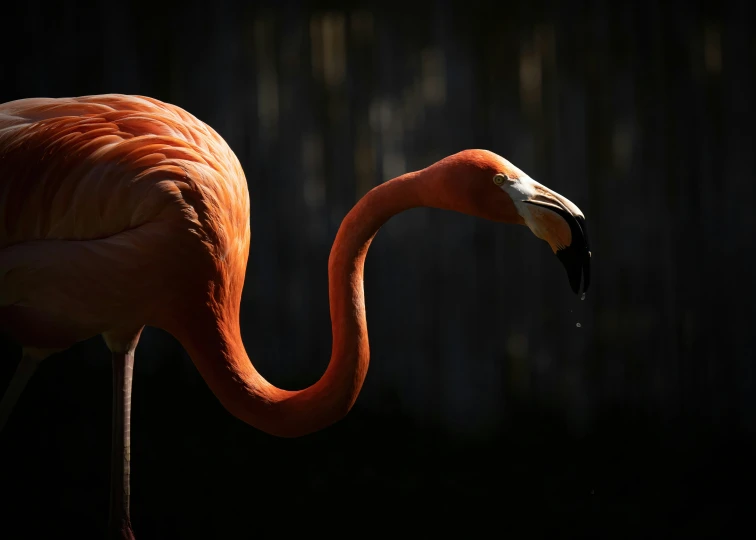 a large flamingo stands with its beak bent forward