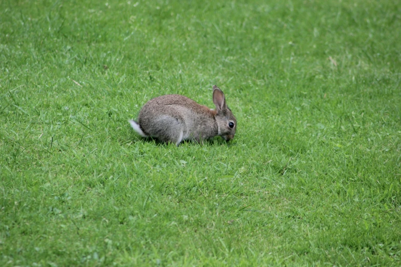 a rabbit is laying down on a grassy field