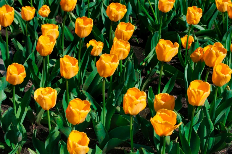 a field of orange flowers with green leaves