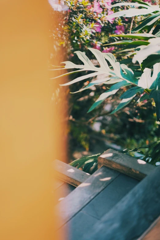 close up of flowers with fence in background