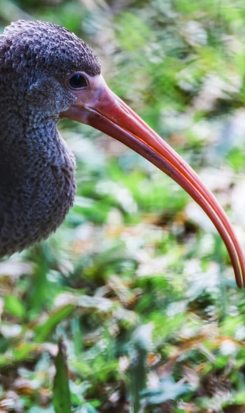 an exotic bird with an odd colored beak looks over his shoulder