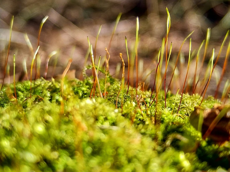 green moss growing on the ground of a forest