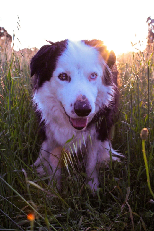 a brown and white dog laying on top of a field