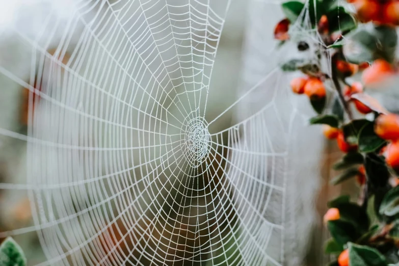 a spider web with orange berries in the background