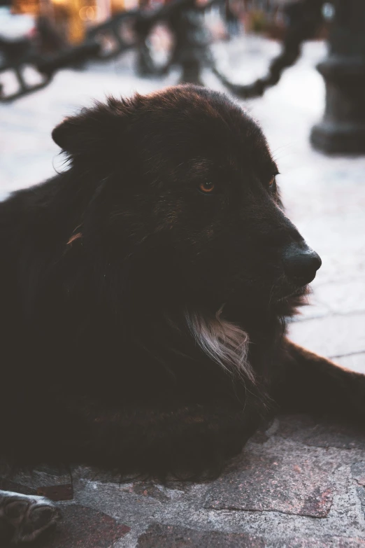 a black dog resting on a city sidewalk