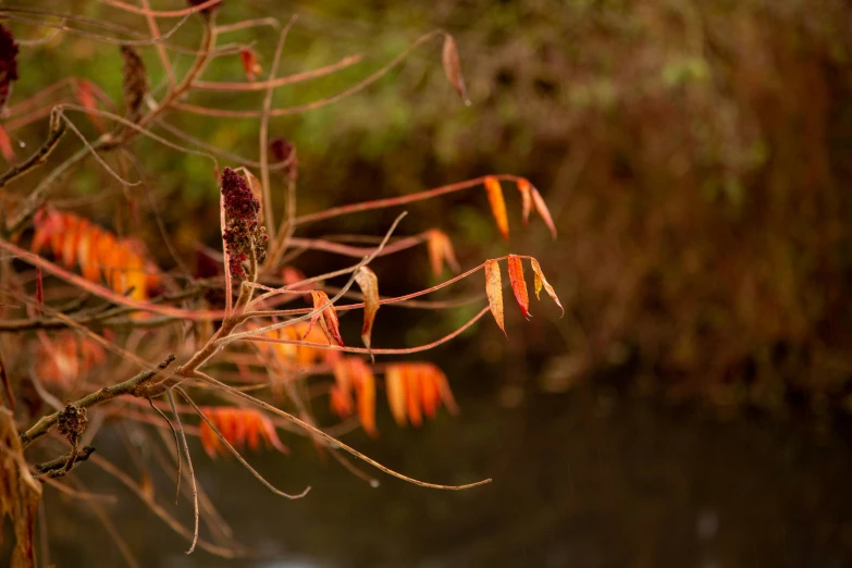 small brown and orange plant with water and trees behind