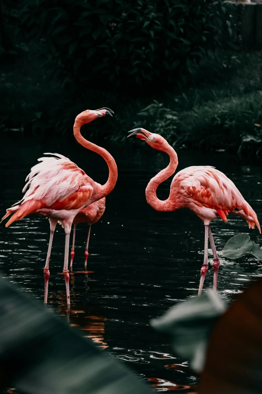 two pink flamingos stand in the water while looking at soing