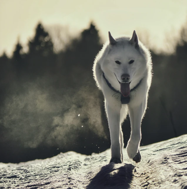 a white dog with dark eyes walking in the snow