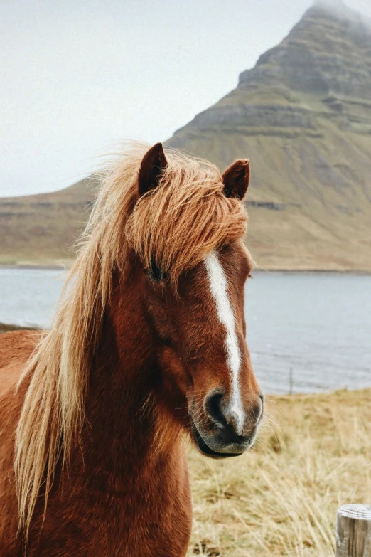 a close up of a brown horse next to a mountain