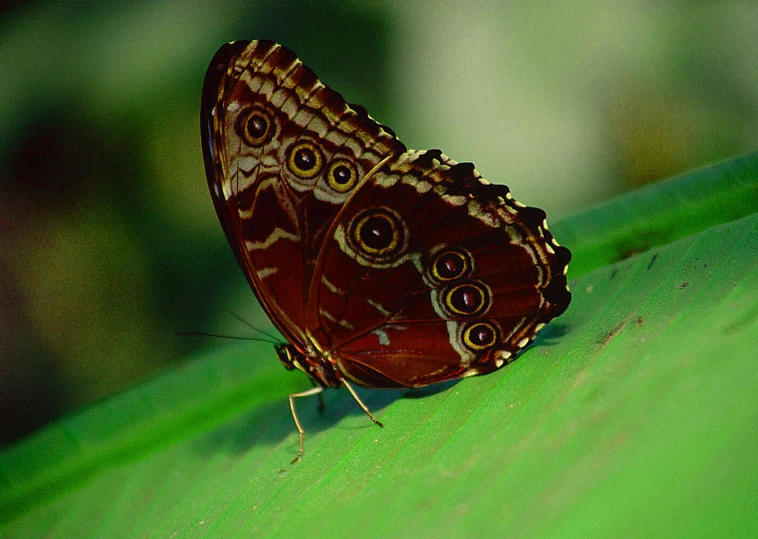 there is a large erfly on a leaf