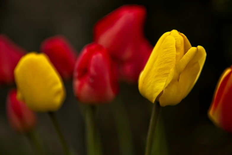 there are several different red and yellow flowers