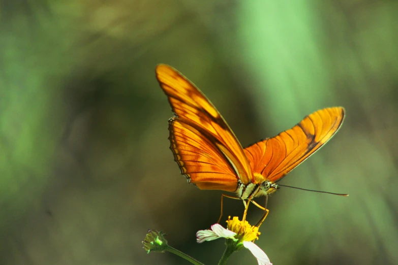 a big orange erfly on a small flower