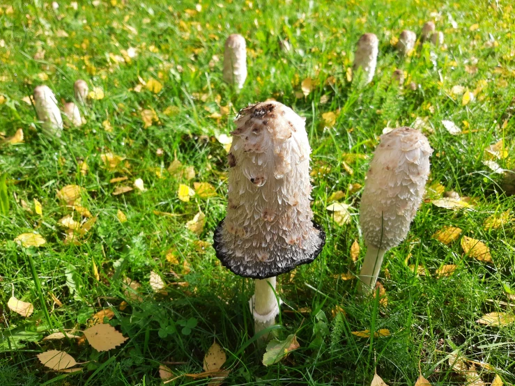 three mushrooms on the ground surrounded by green grass