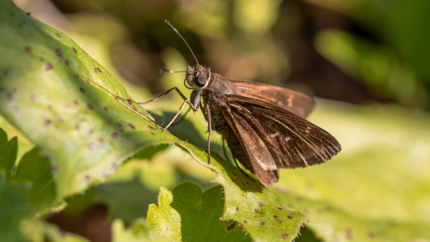 the brown and brown moths are perched on the leaves of a leaf