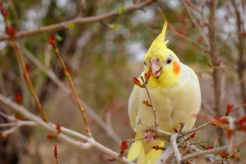 a yellow and red bird in tree with leaves