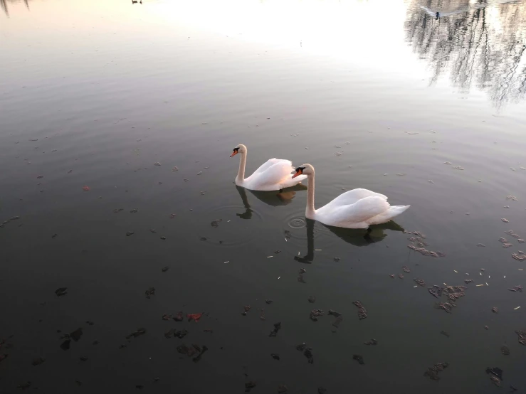 two swans swim in the middle of a lake