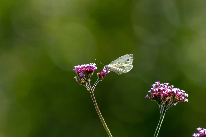 small white erfly flying away from purple flower