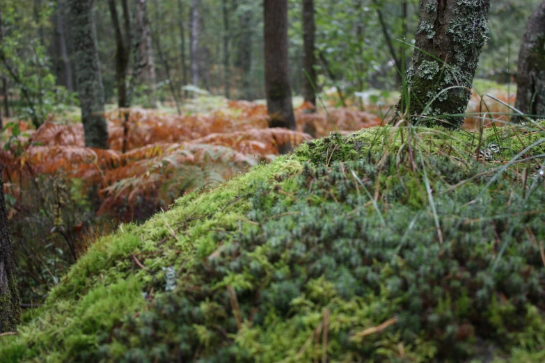 the green moss on the forest floor is in focus