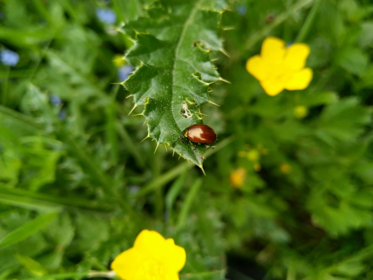 a lady bug crawling on a green leaf